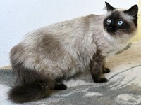 Eleonora kotka syberyjska