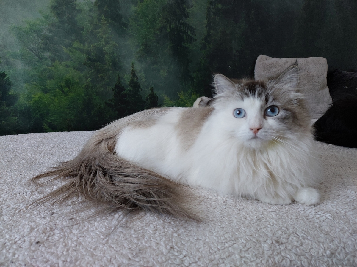 CHAMPION JACQUELINE Indigo Dream