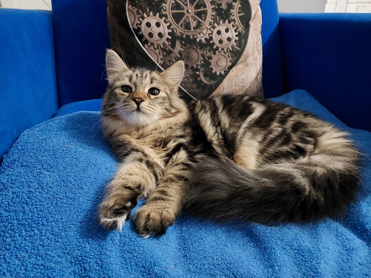 KOLKHIDA Pure Posh*PL