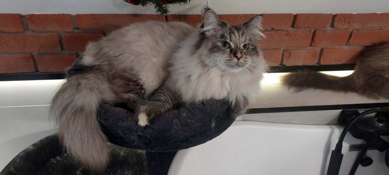 BRANDY of White Miracle,CZ