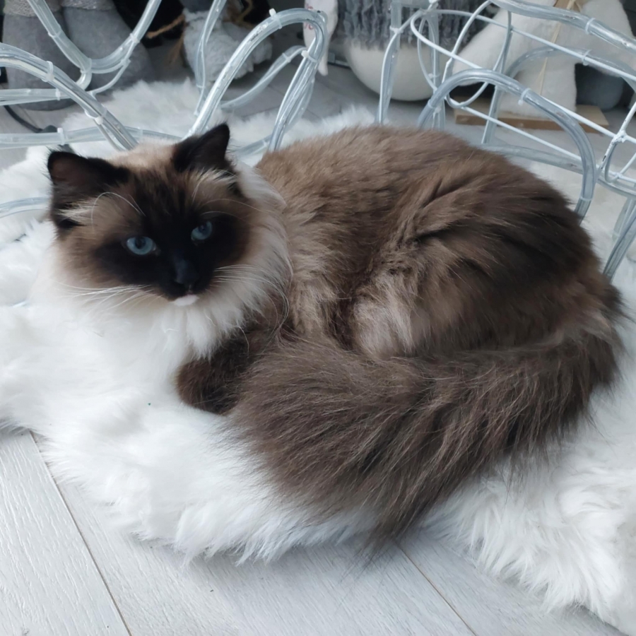 LAVAZZA Pure Posh*PL