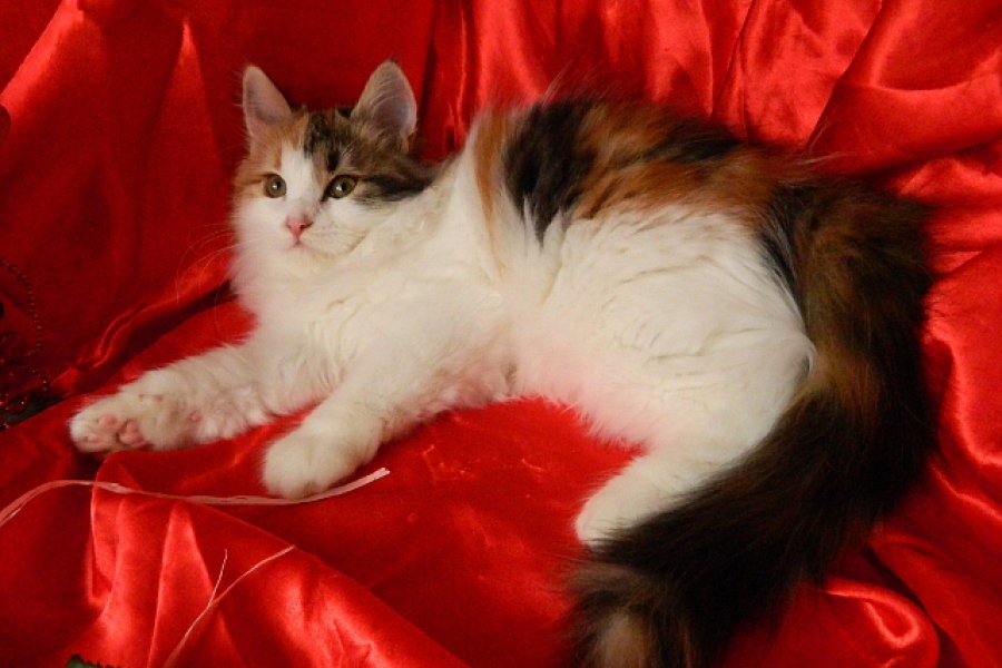 WITOSHA Pure Posh*PL