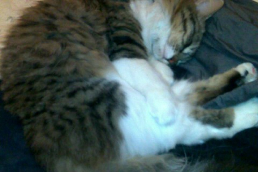 CABERNET Pure Posh*PL