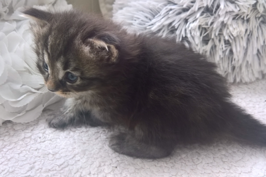 ZEIGLER Pure Posh*PL