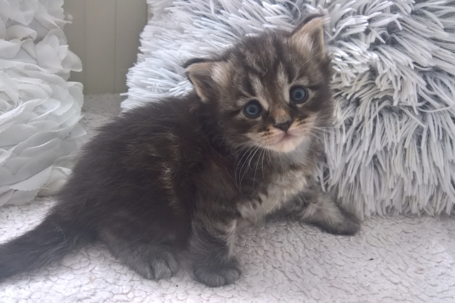 ZEIGLER Pure Posh*PL