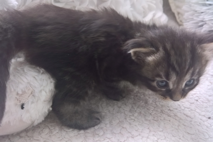 ZEIGLER Pure Posh*PL