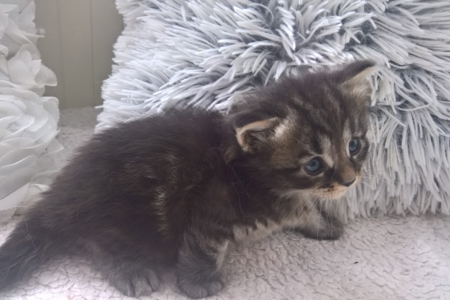 ZEIGLER Pure Posh*PL