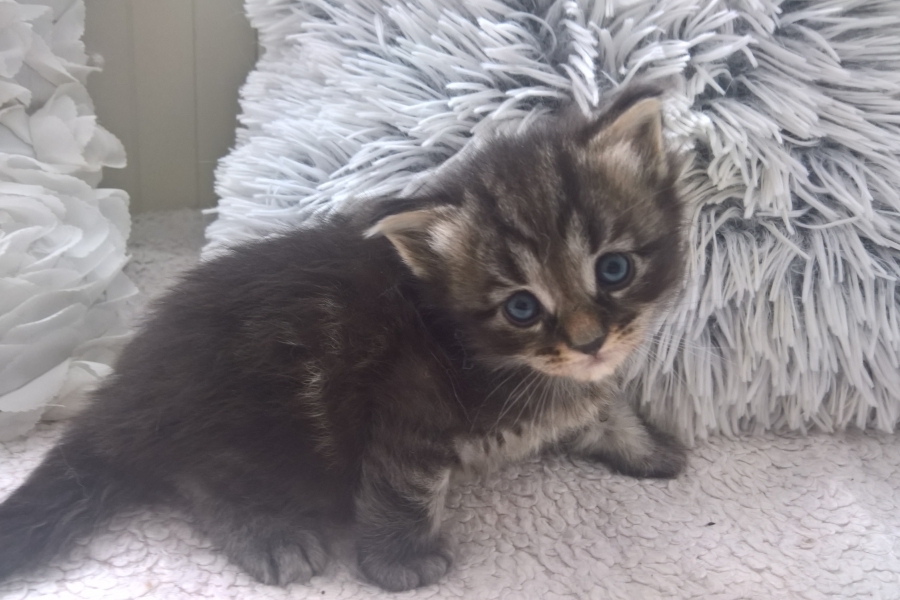 ZEIGLER Pure Posh*PL