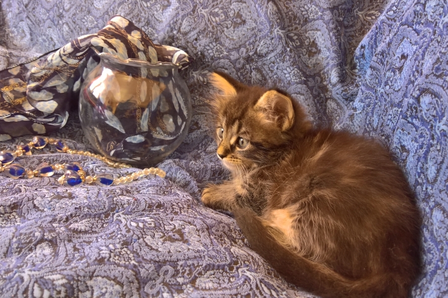 ZEIGLER Pure Posh*PL