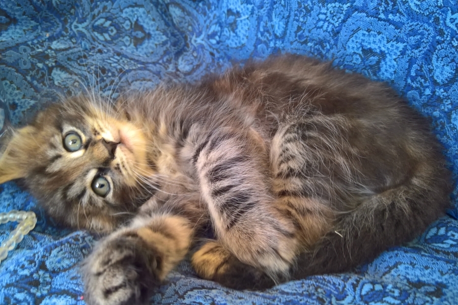 ZEIGLER Pure Posh*PL