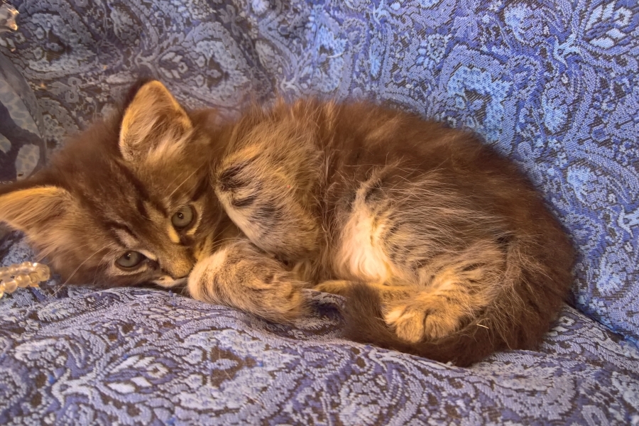 ZEIGLER Pure Posh*PL