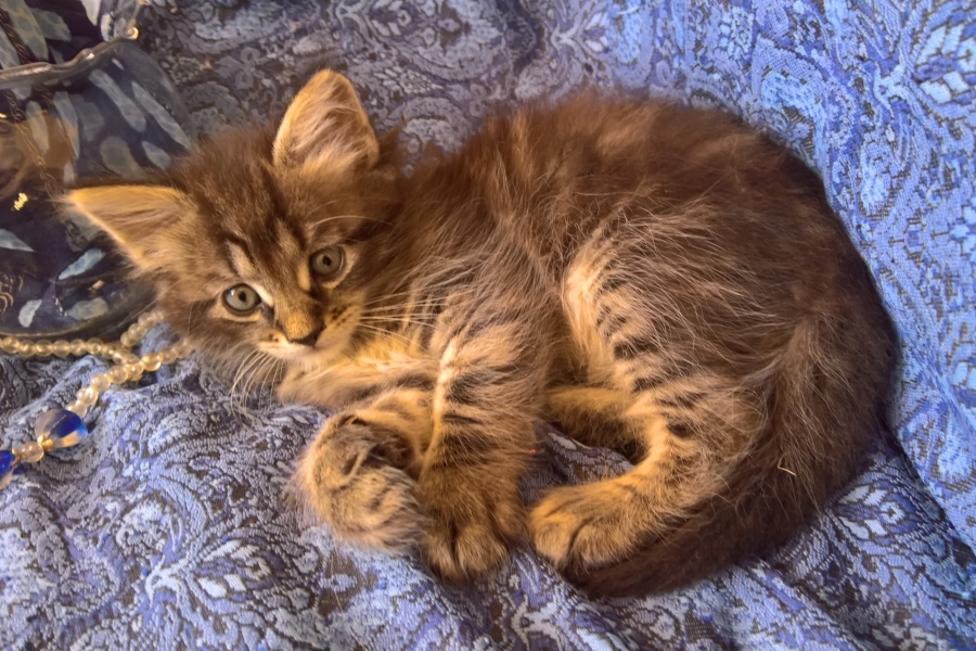 ZEIGLER Pure Posh*PL