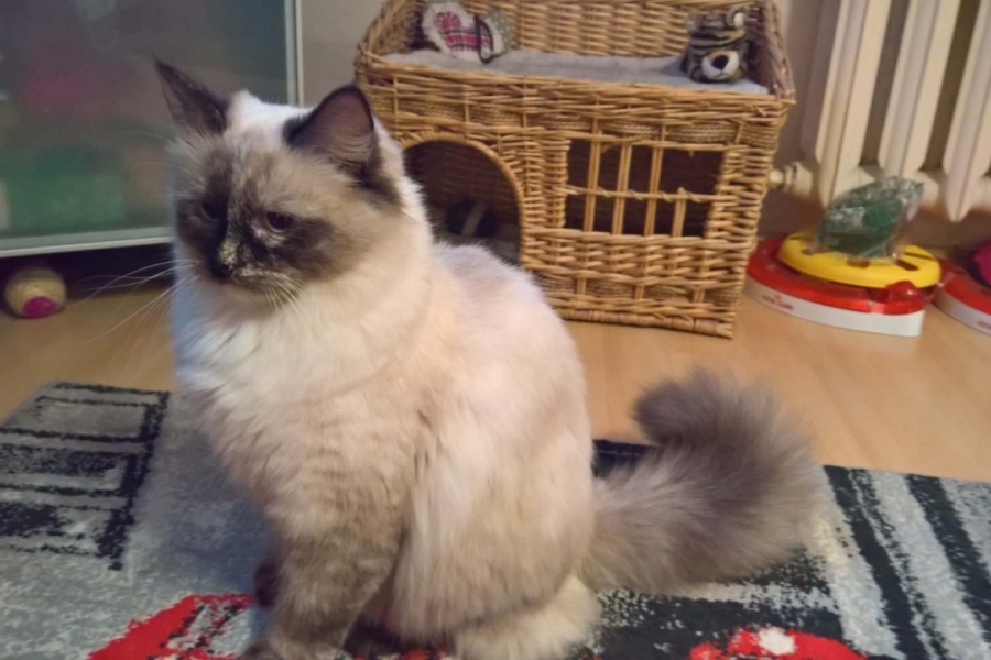 GERA Sibirskaya Rapsodiya*RU