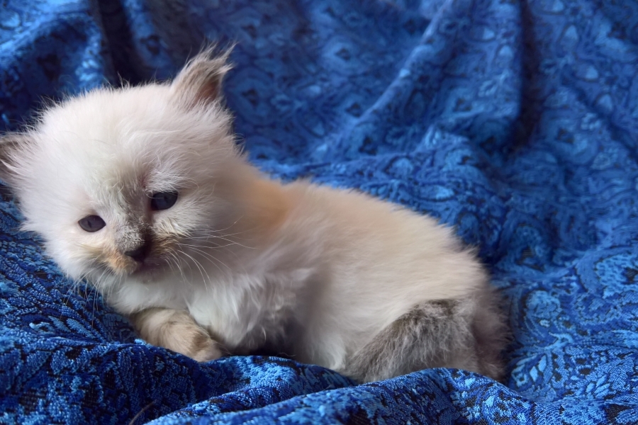 BORDEAUX Pure Posh*PL