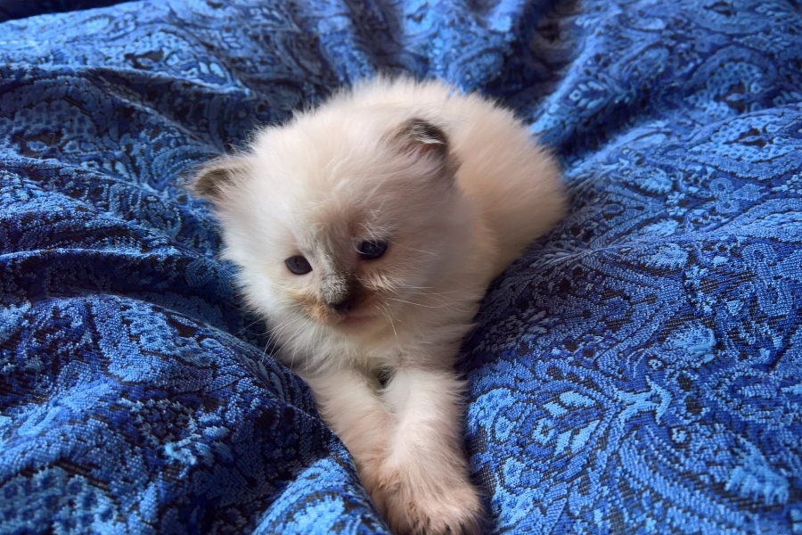 BORDEAUX Pure Posh*PL