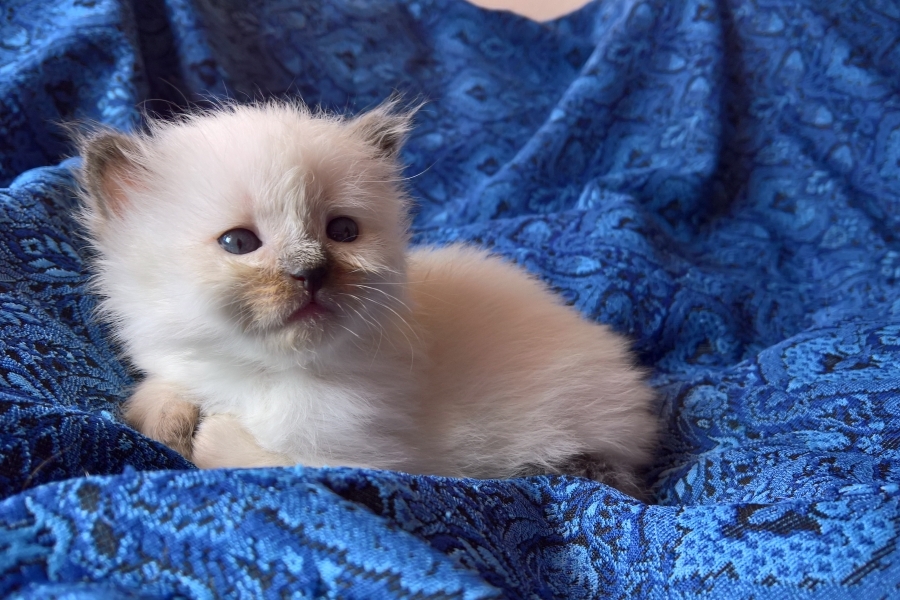 BORDEAUX Pure Posh*PL