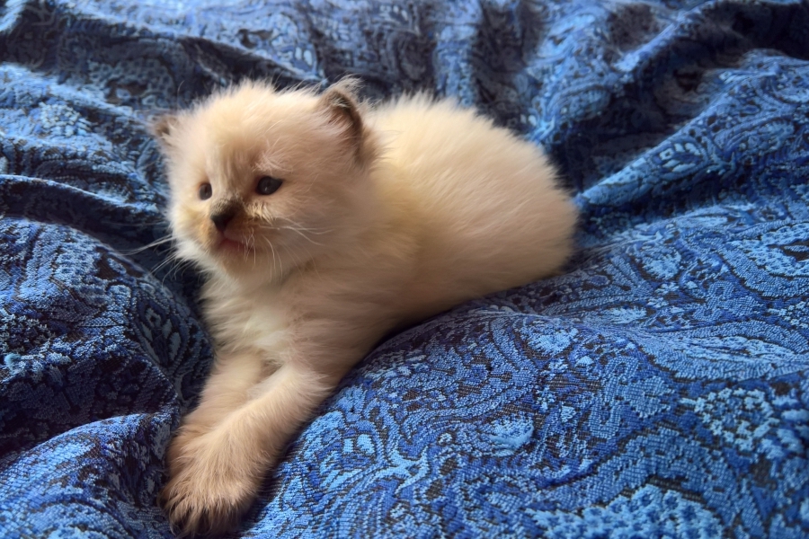 BORDEAUX Pure Posh*PL