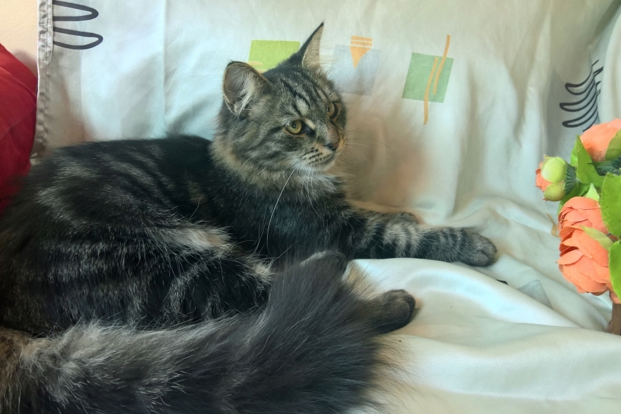 ZEIGLER Pure Posh*PL