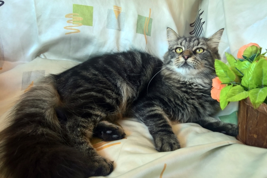 ZEIGLER Pure Posh*PL