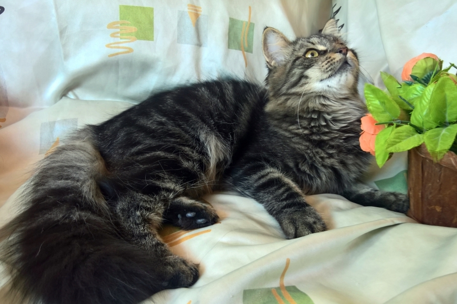 ZEIGLER Pure Posh*PL