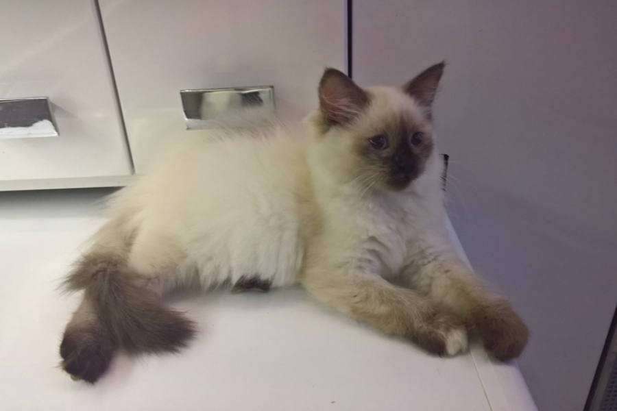 BORDEAUX Pure Posh*PL