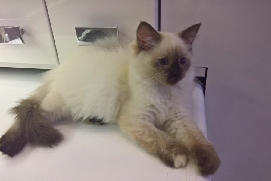 BORDEAUX Pure Posh*PL