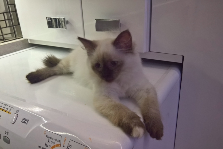 BORDEAUX Pure Posh*PL