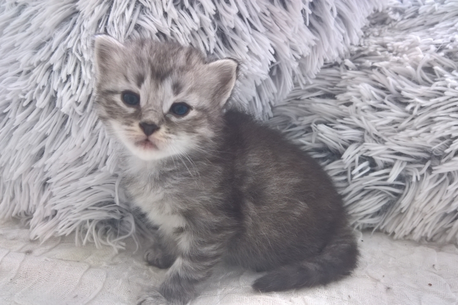 CHANTRE Pure Posh*PL