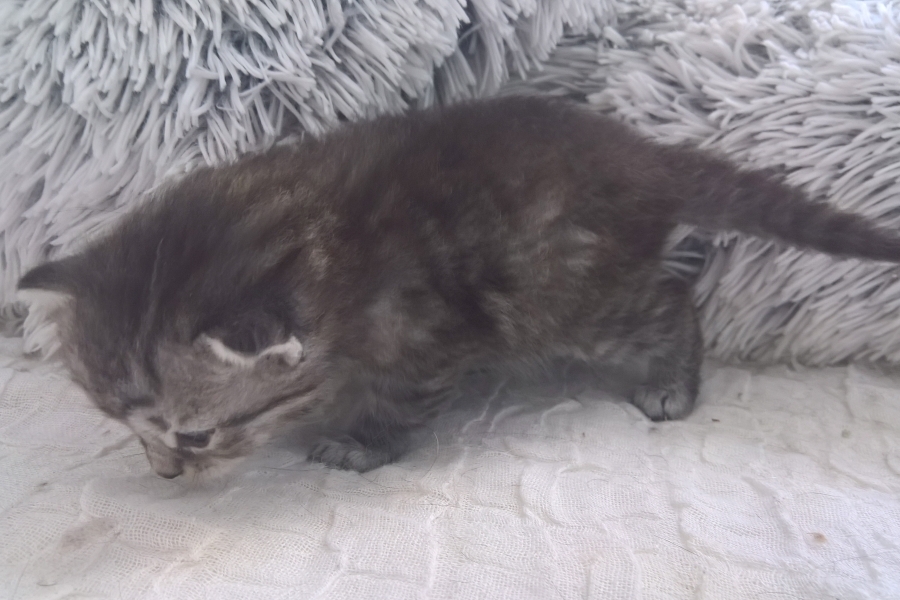 CHANTRE Pure Posh*PL