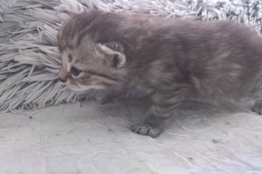 CHANTRE Pure Posh*PL