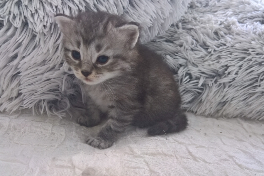 CHANTRE Pure Posh*PL