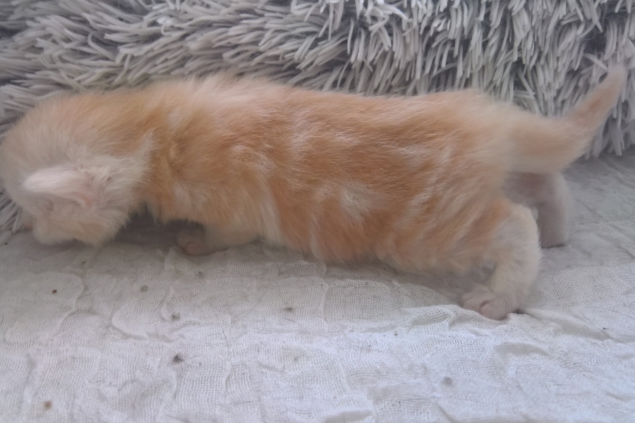 CREMONA Pure Posh*PL