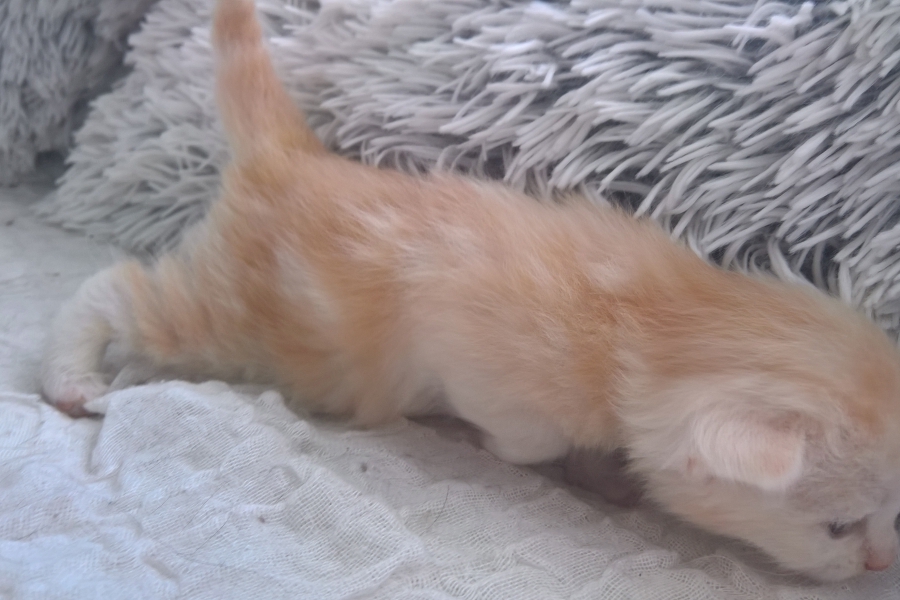 CREMONA Pure Posh*PL