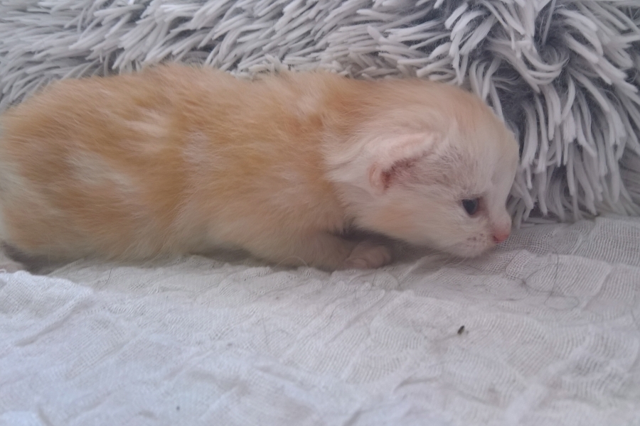 CREMONA Pure Posh*PL