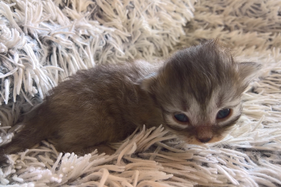 ETIENNE Pure Posh*PL