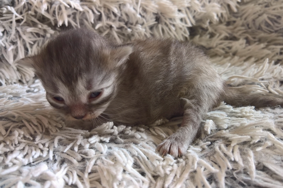 ETIENNE Pure Posh*PL