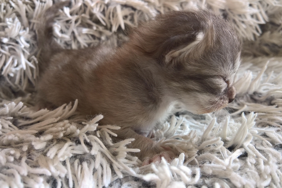 ETIENNE Pure Posh*PL