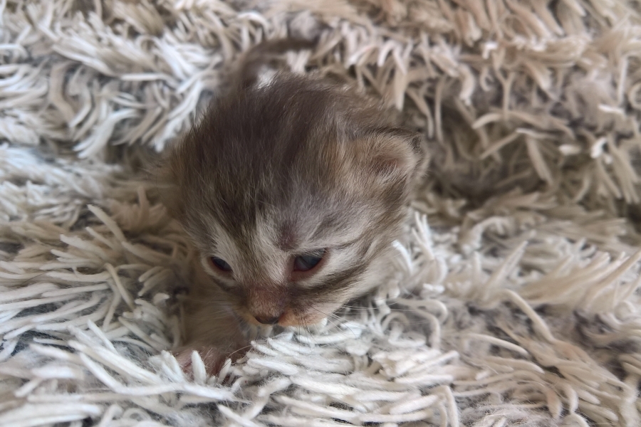 ETIENNE Pure Posh*PL