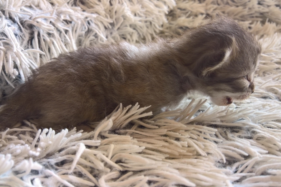 ETIENNE Pure Posh*PL