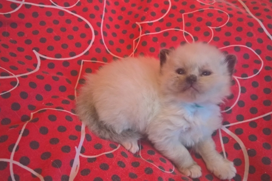 FLOWERS Pure Posh*PL