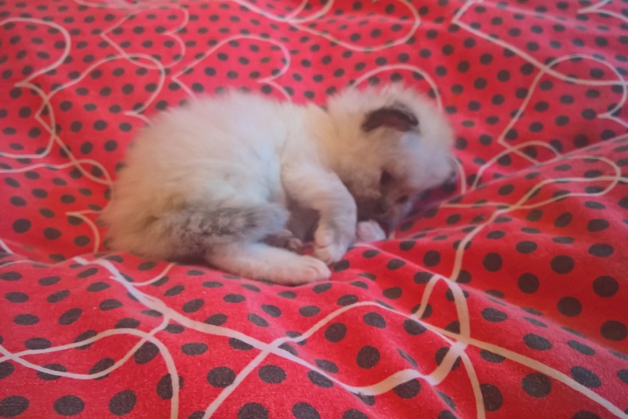 FLOWERS Pure Posh*PL