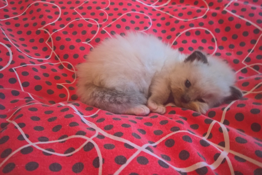 FLOWERS Pure Posh*PL