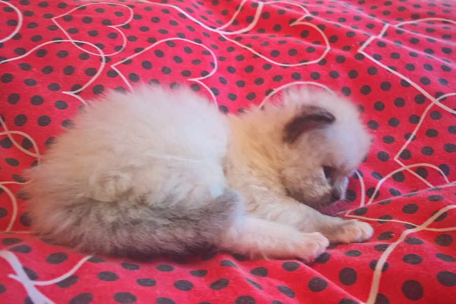 FLOWERS Pure Posh*PL