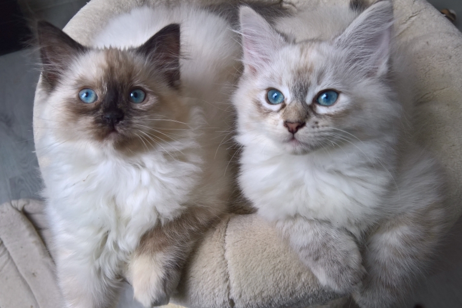 FLOWERS Pure Posh*PL