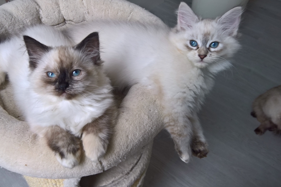 FLOWERS Pure Posh*PL