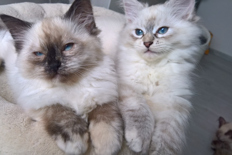 FLOWERS Pure Posh*PL