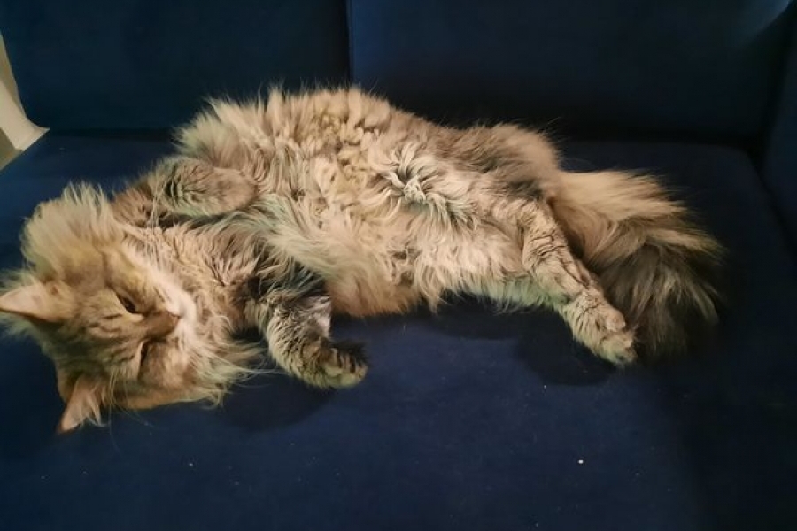 JOHNY WALKER Pure Posh*PL