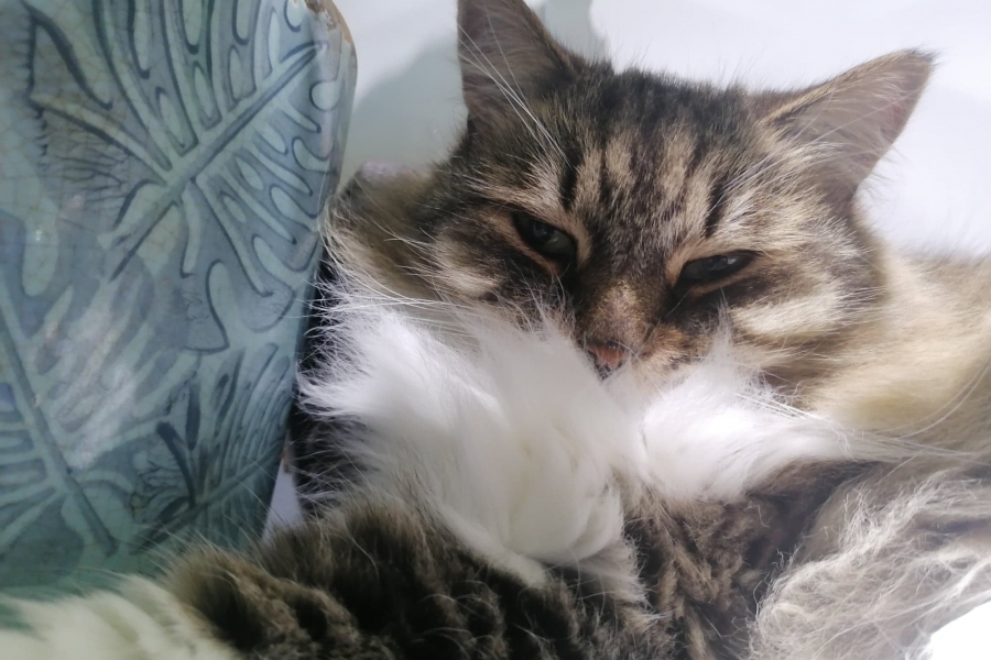 CABERNET Pure Posh*PL