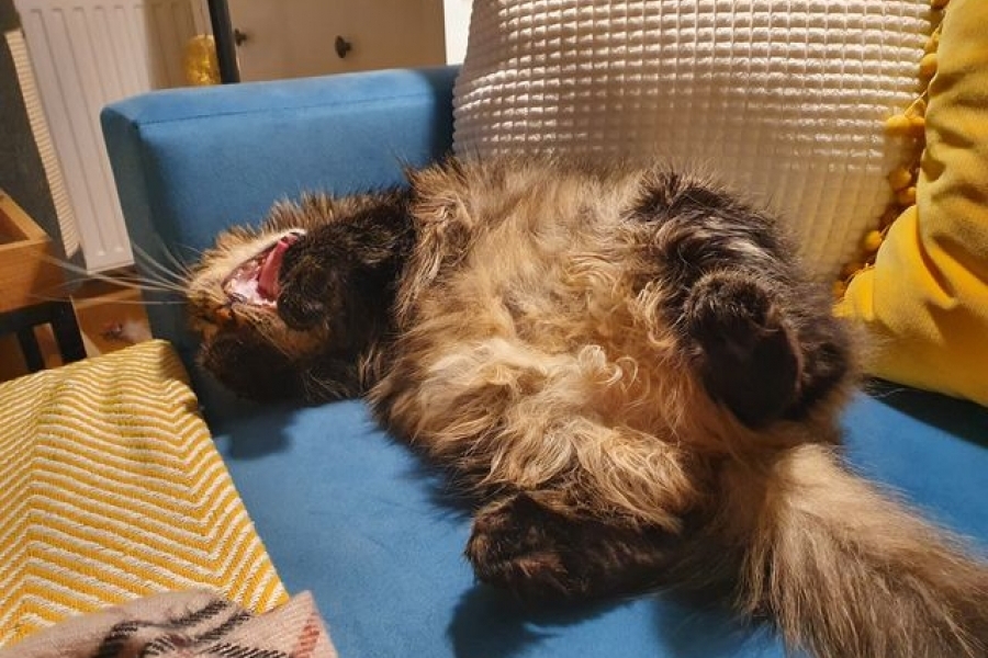 TWININGS Pure Posh*PL