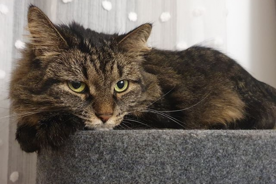 TWININGS Pure Posh*PL